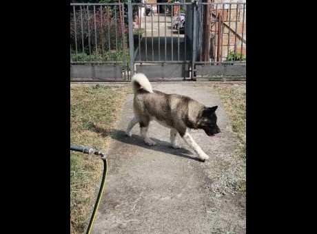 americka akita 01.jpg